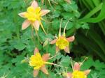 花01