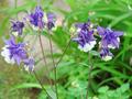 花03